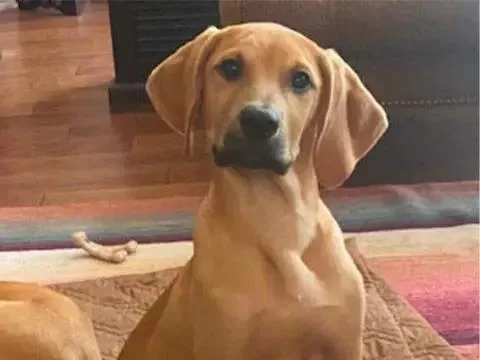Meet Kaiser  Lucy thumbnail 5