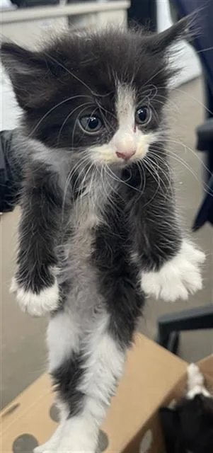 A baby medium-sized male Domestic Short Hair cat named Skipper for adoption in Dallas, TX