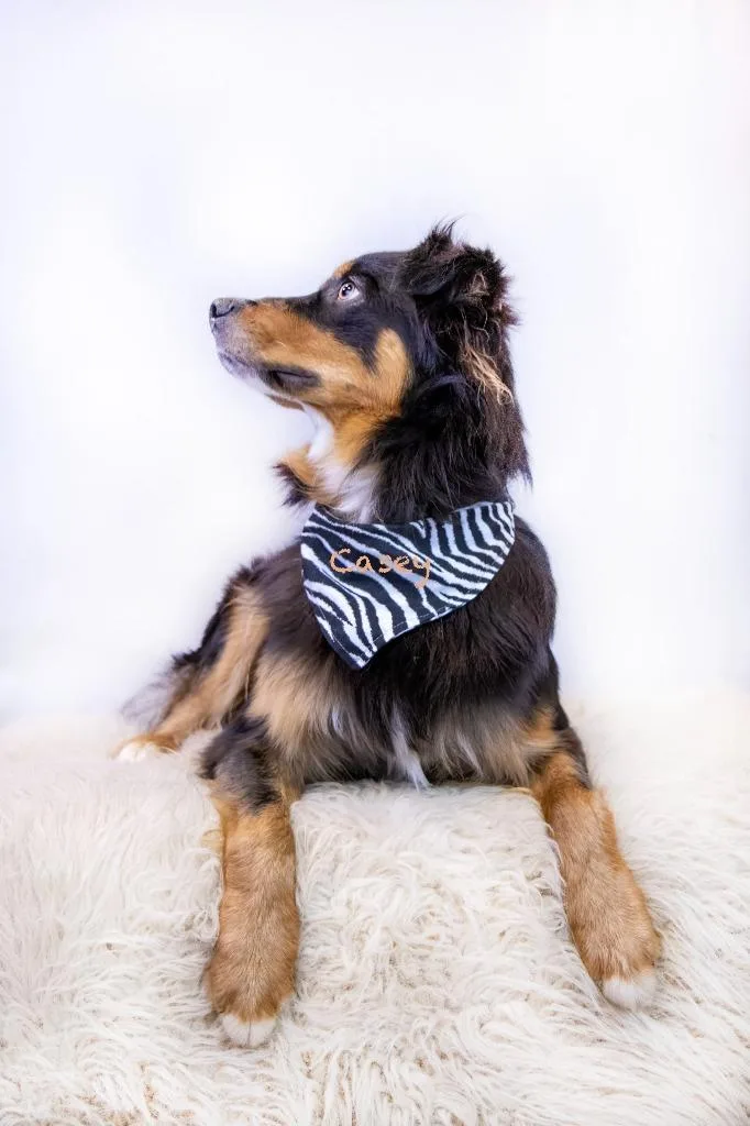 An adult medium-sized male Australian Shepherd dog named Dax  Casey for adoption in Hot Springs Village, AR