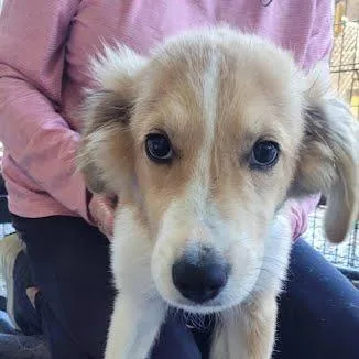 A baby small-sized male Mixed Breed dog named Mikey for adoption in Knoxville, TN