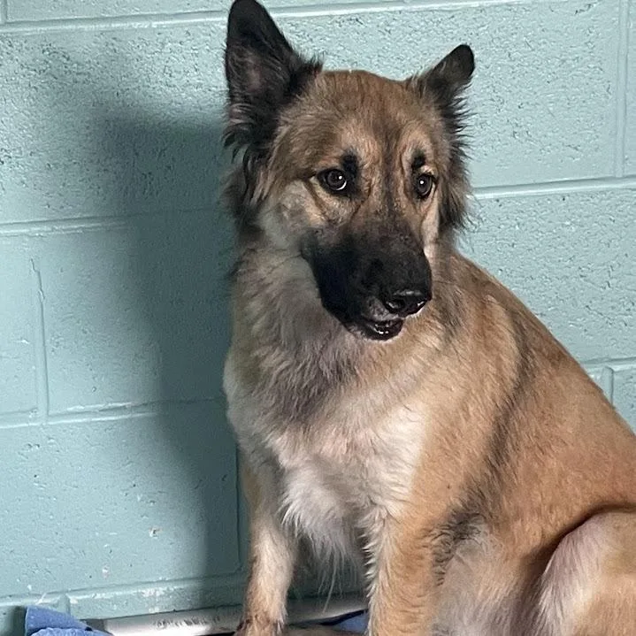 An adult medium-sized male Shepherd dog named Echo for adoption in Port Charlotte, FL