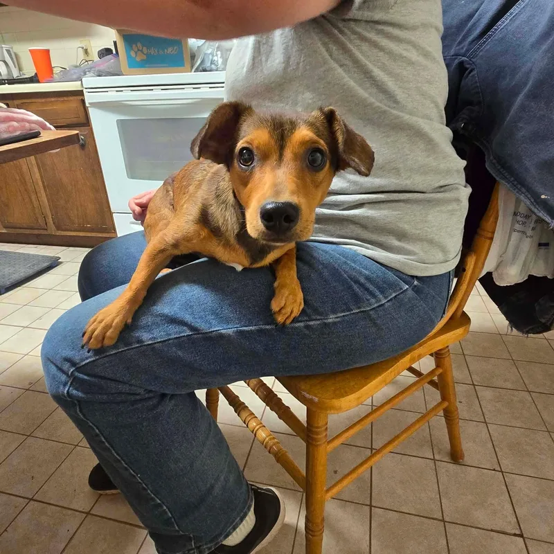 A baby small-sized male Brown / Chocolate Chiweenie dog named Dill for adoption in Uxbridge, MA
