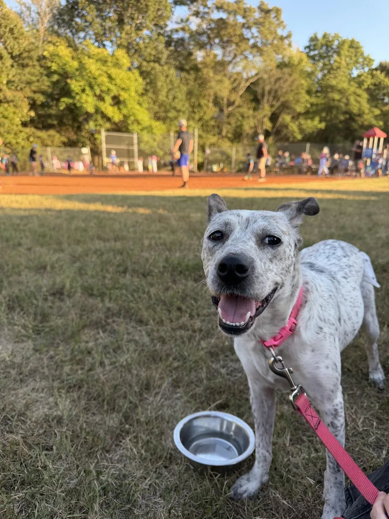 A young medium-sized female Australian Cattle Dog / Blue Heeler dog named Daisy for adoption in Forest, VA