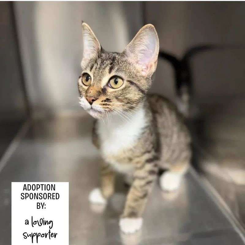 A young small-sized female American Shorthair cat named Willow for adoption in Hamilton, GA