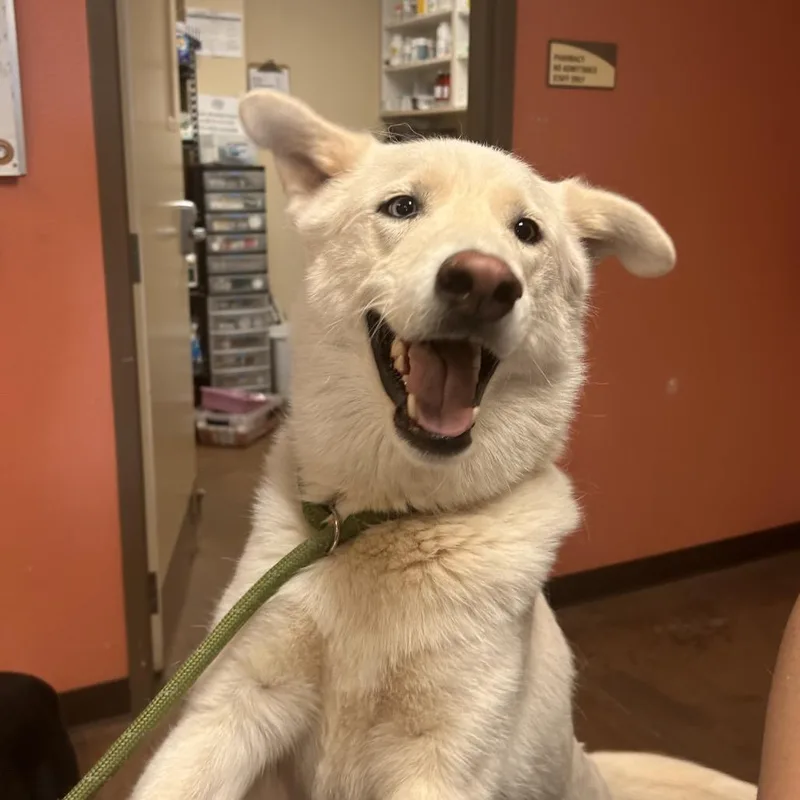 An adult large-sized female White / Cream Husky dog named Mint for adoption in Flagstaff, AZ