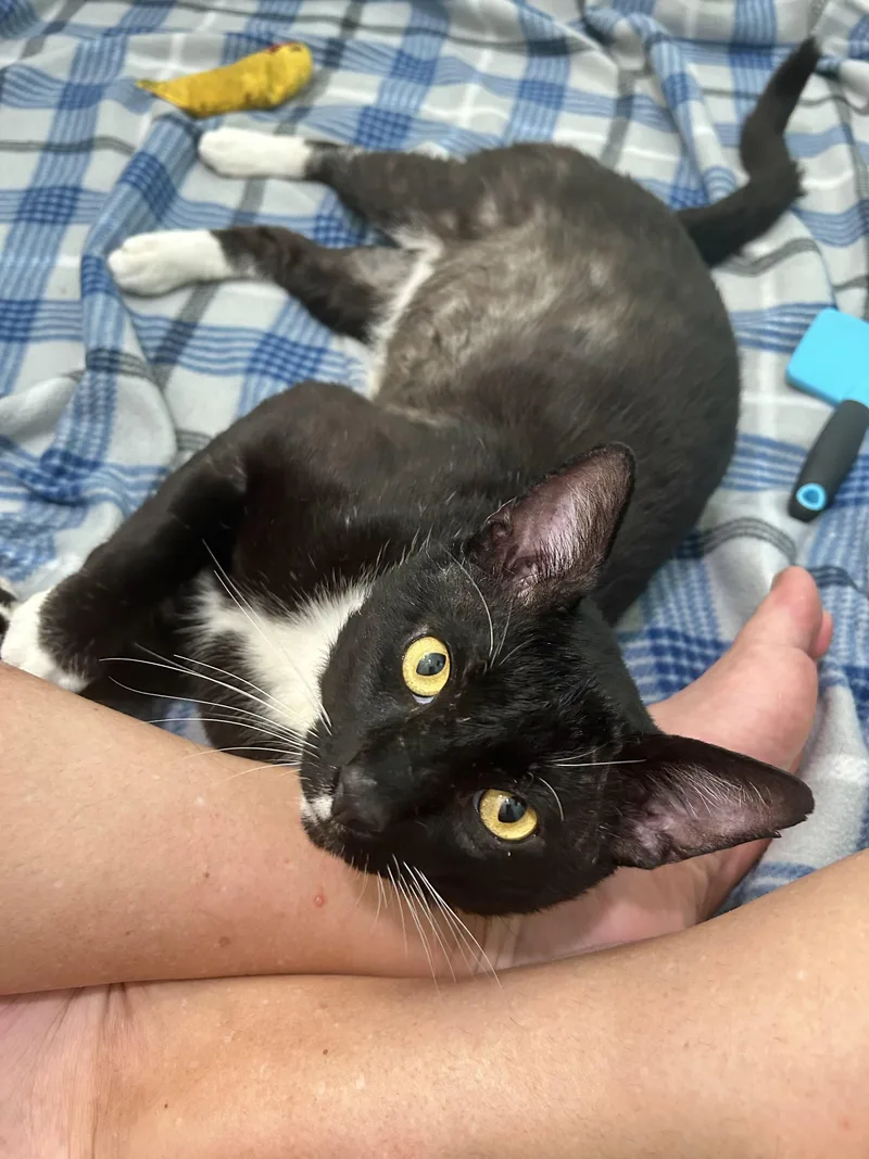 An adult medium-sized male Black & White / Tuxedo Domestic Short Hair cat named Mauiwatch Video for adoption in Port Orange, FL