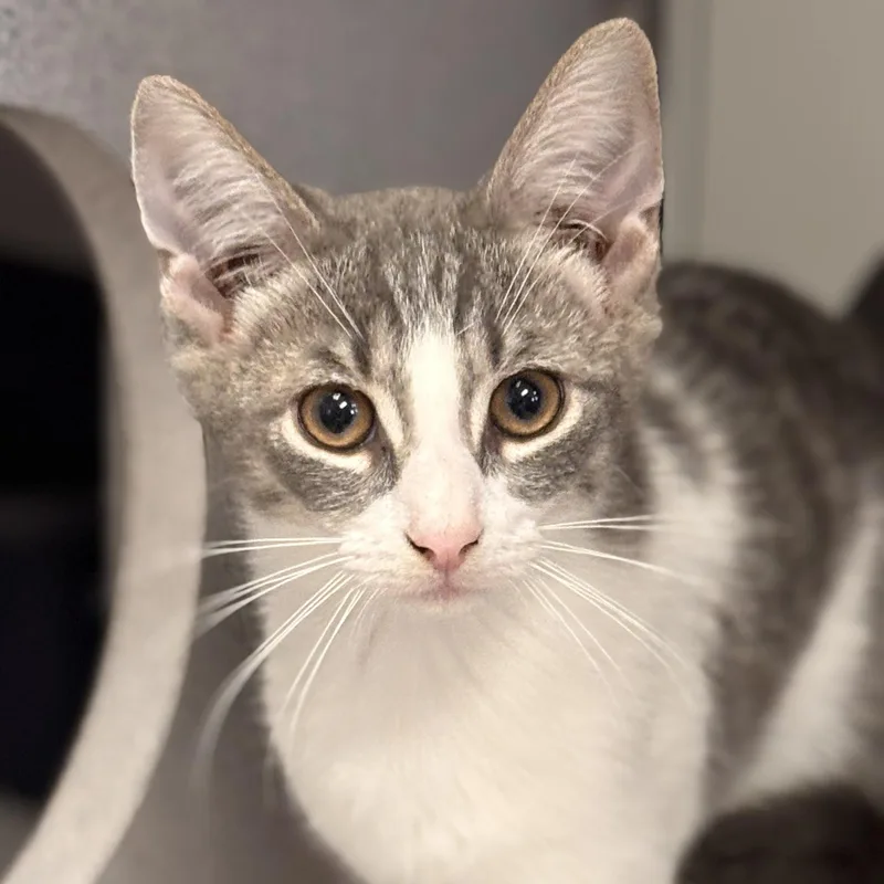 A baby medium-sized male Gray & White Domestic Short Hair cat named Steve for adoption in Batavia, NY