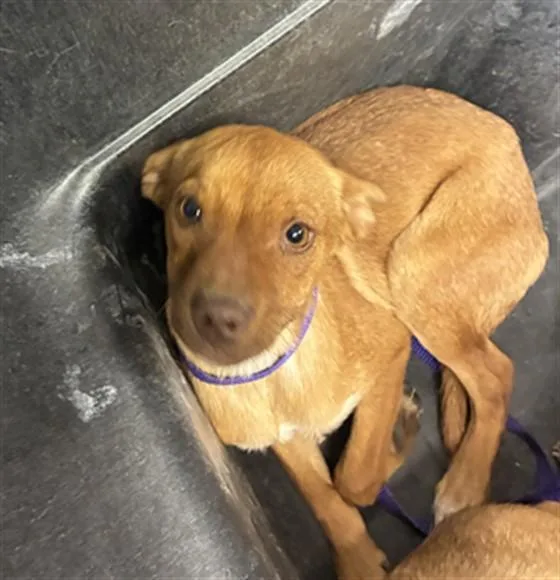 A baby large-sized male German Shepherd Dog dog named Fred for adoption in Phoenix, AZ