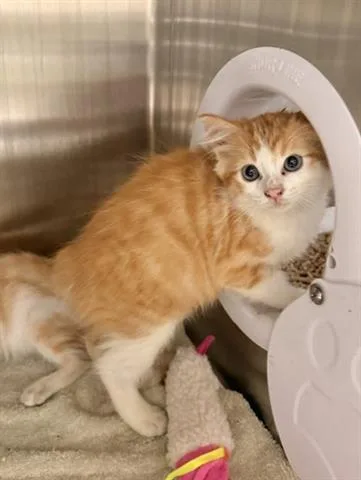 A baby small-sized male Domestic Short Hair cat named Tommy for adoption in San Martin, CA