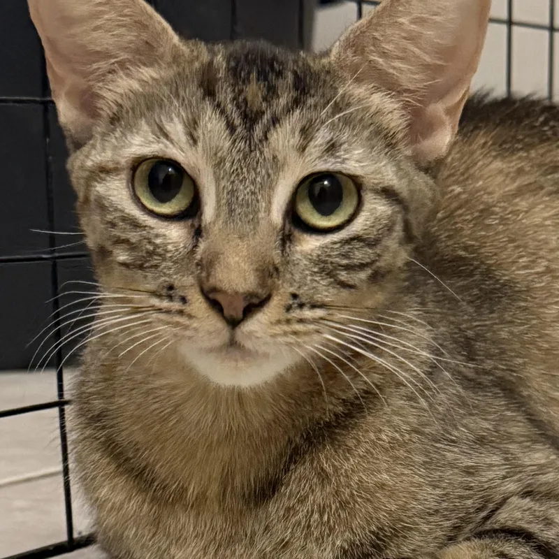 A young medium-sized female Tabby (Brown / Chocolate) Tabby cat named Dr. Martinez for adoption in Intercession city , FL