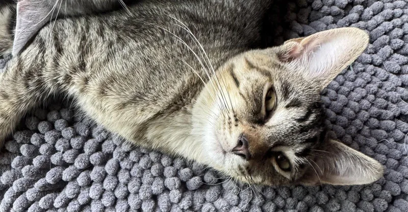 A young medium-sized female Domestic Short Hair cat named Minnie Mouse for adoption in Walled Lake, MI
