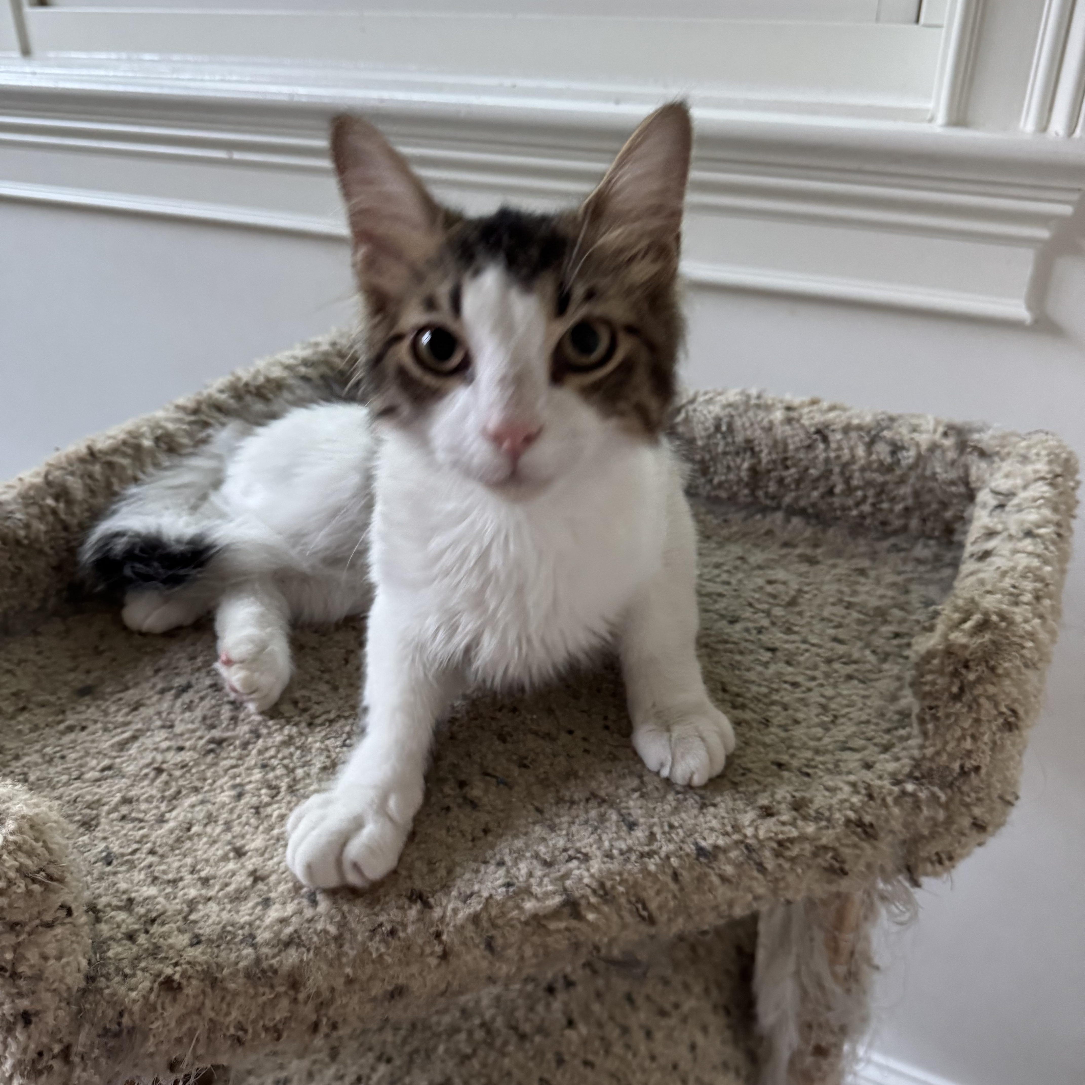 A baby medium-sized male White Domestic Medium Hair cat named Ezra for adoption in Tuscaloosa, AL