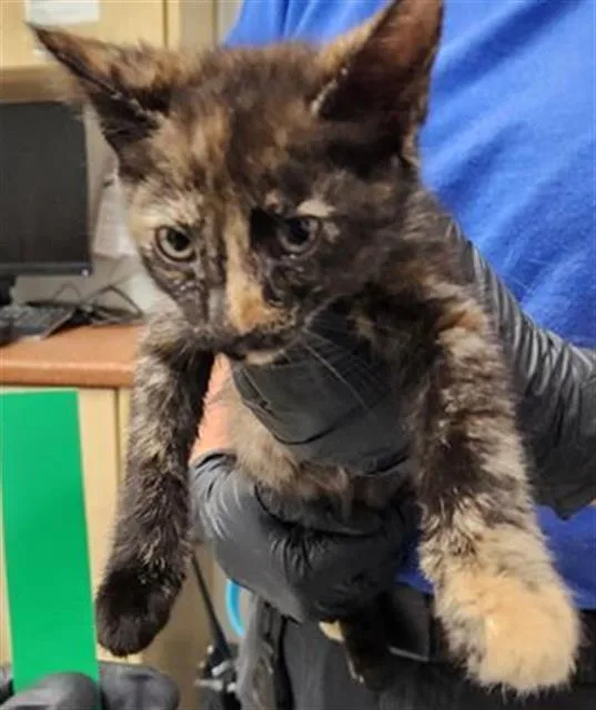 A baby small-sized female Domestic Short Hair cat named A for adoption in Camarillo, CA