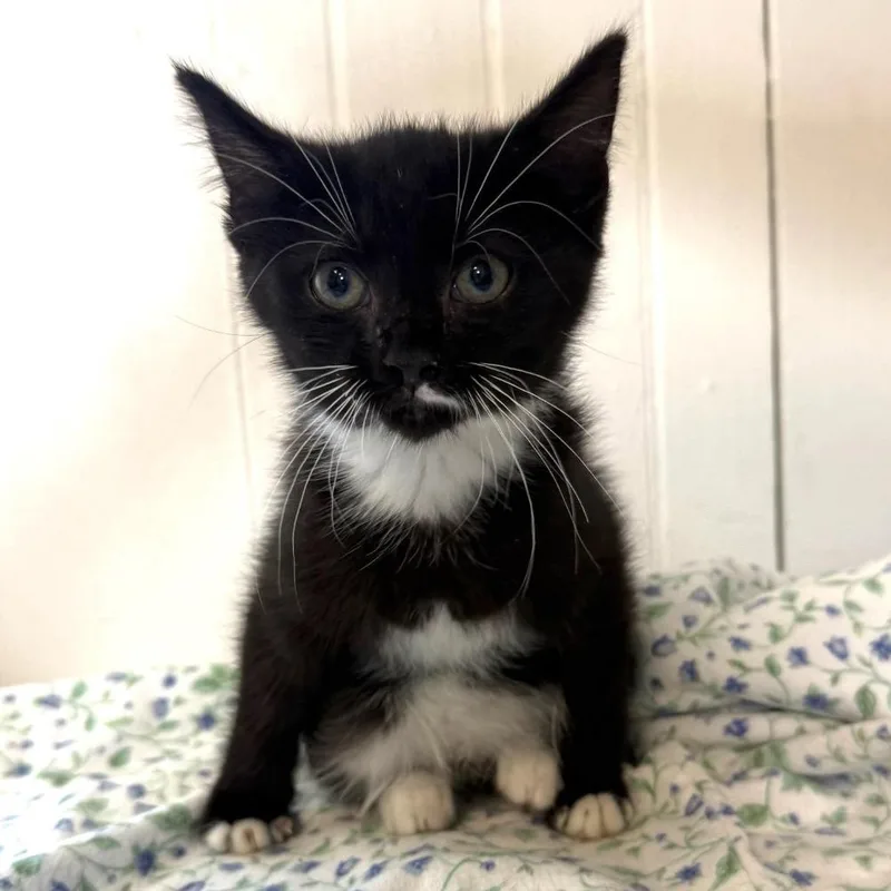 A baby medium-sized female Black & White / Tuxedo Domestic Short Hair cat named Artemis for adoption in Greensburg, PA