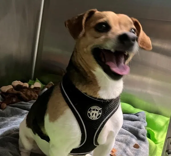 A senior small-sized male Mixed Breed dog named Cody for adoption in Staten Island, NY