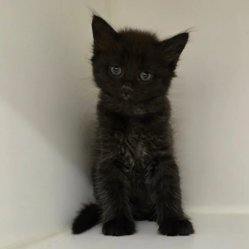 Panther thumbnail 2