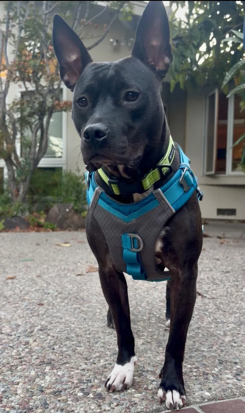 An adult medium-sized female Bull Terrier dog named Kenzie for adoption in San Jose, CA