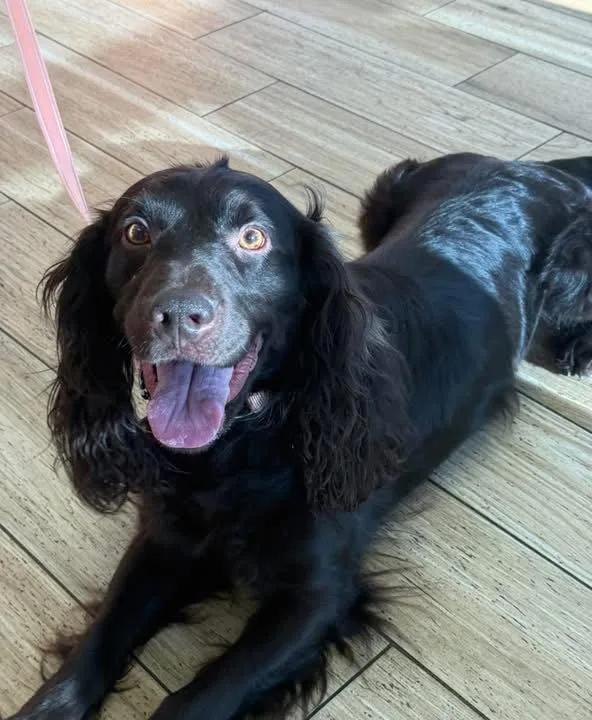 A young medium-sized male Boykin Spaniel dog named Ryder for adoption in Valrico, FL