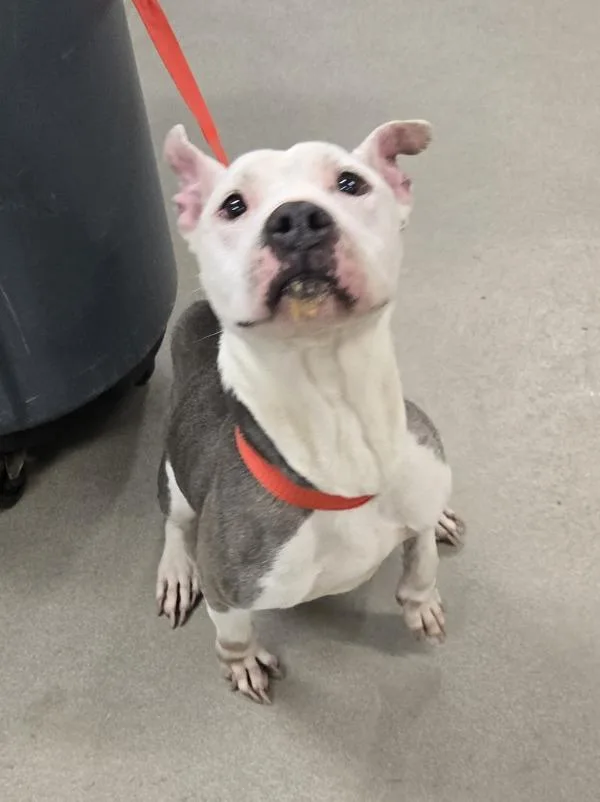 A senior medium-sized female Pit Bull Terrier dog named Princess for adoption in Millersville, MD