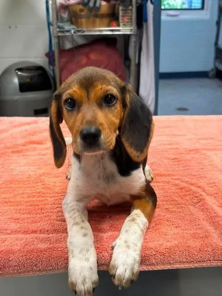 A baby small-sized female Beagle dog named Harlow for adoption in Warrenton, NC