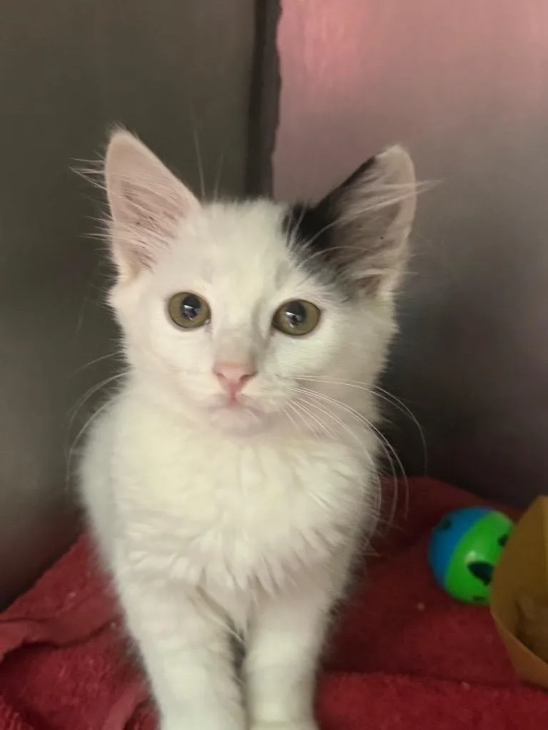 A baby small-sized female Domestic Short Hair cat named Mali for adoption in New Braunfels, TX