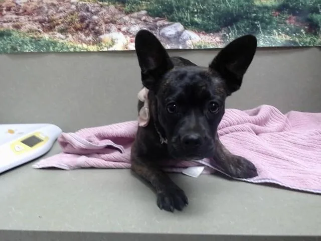 A young small-sized female French Bulldog dog named Salli for adoption in Moreno Valley, CA