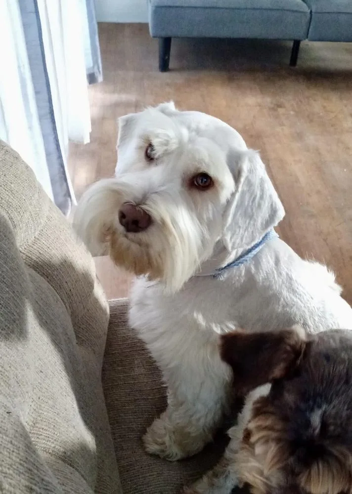 A young small-sized male White / Cream Standard Schnauzer dog named Ikie for adoption in Escondido, CA