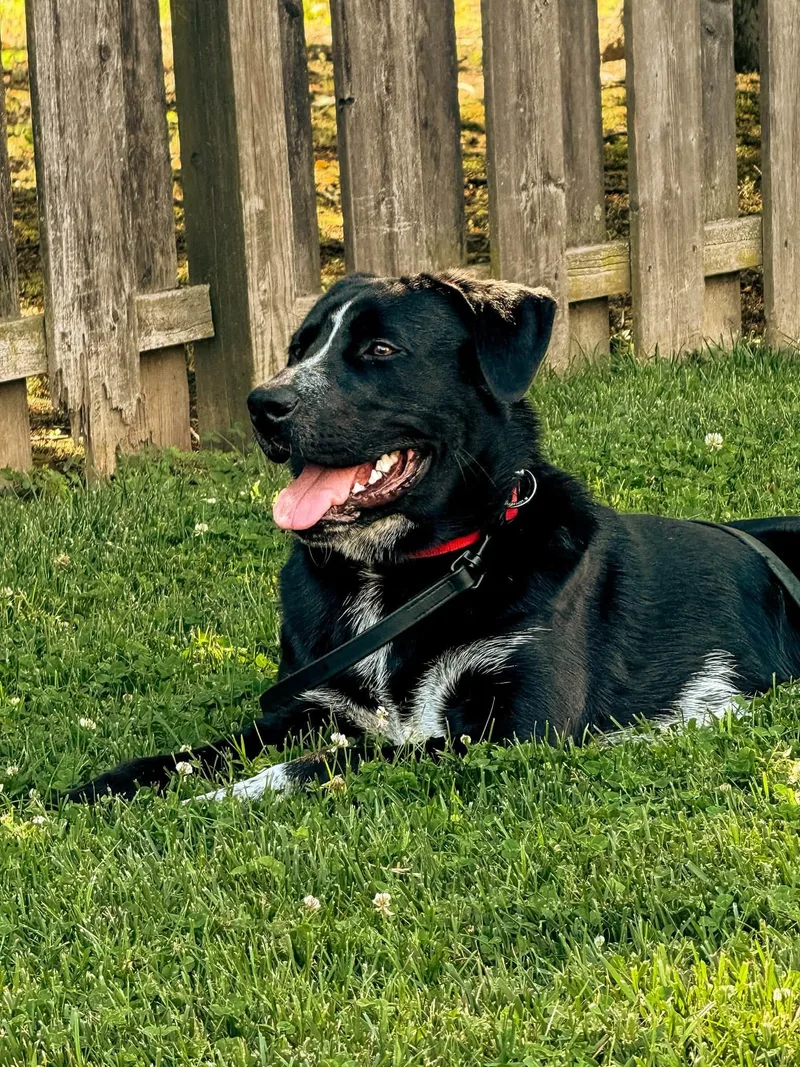 A young large-sized male Black Labrador Retriever dog named Rocky for adoption in Warrington, PA