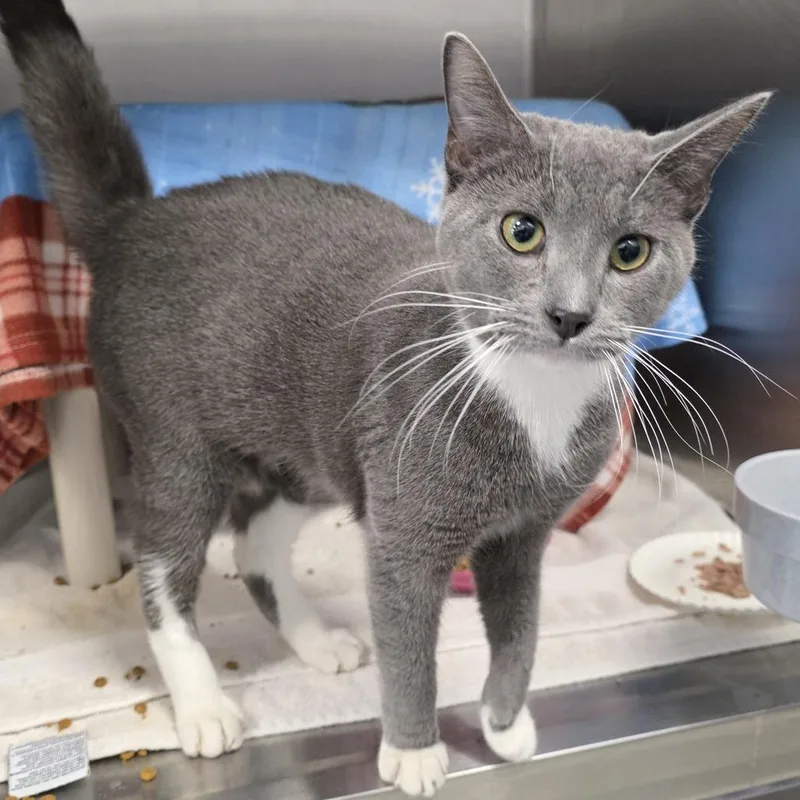 A young medium-sized male Gray / Blue / Silver Domestic Short Hair cat named Ice Cube for adoption in Fort Wayne, IN