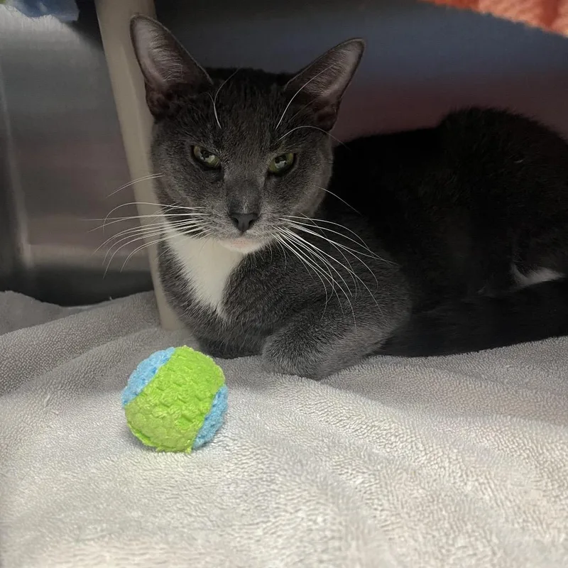 Ice Cube thumbnail 2