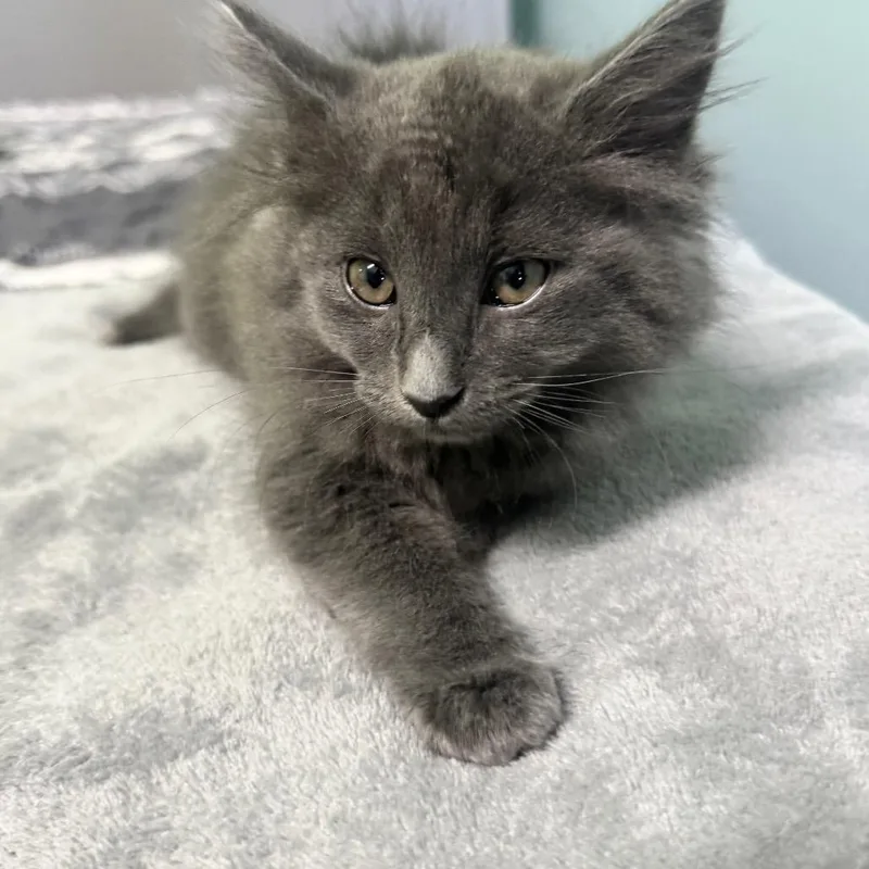 A baby small-sized female Gray / Blue / Silver Domestic Short Hair cat named Bonnet for adoption in Brownsboro, AL