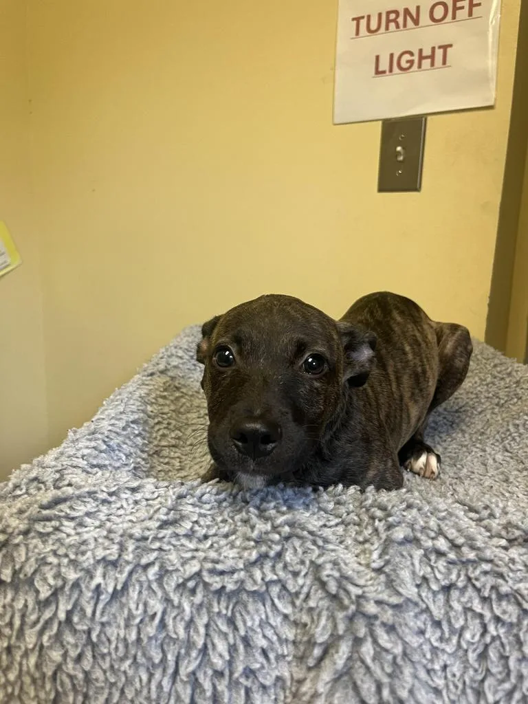 A baby medium-sized male Mixed Breed dog named Porter ✅ for adoption in Florence, SC