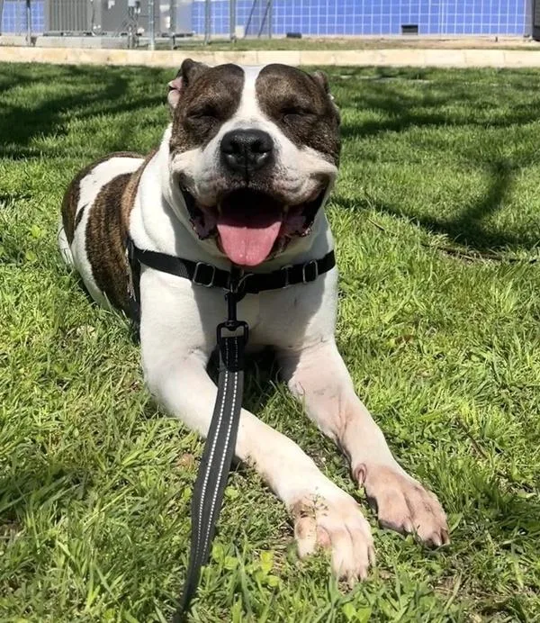 An adult large-sized male Pit Bull Terrier dog named Milton for adoption in Austin, TX