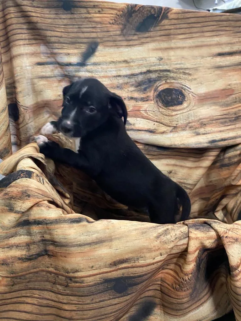A baby medium-sized female Mixed Breed dog named Loretta for adoption in Minot, ND