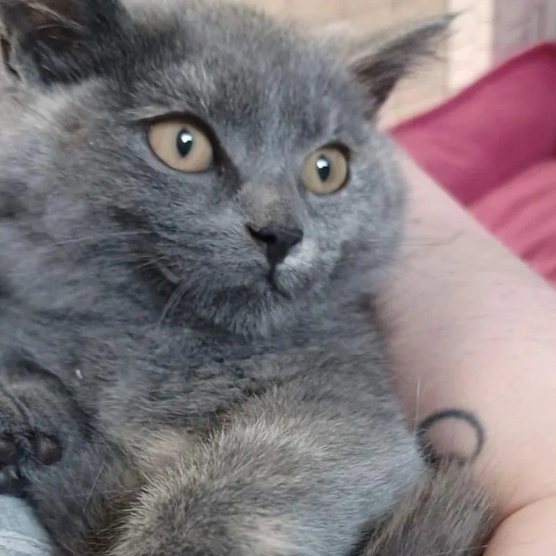 Charlotte thumbnail 2