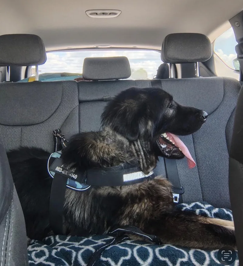A young large-sized male Newfoundland Dog dog named Carl for adoption in Labelle, FL