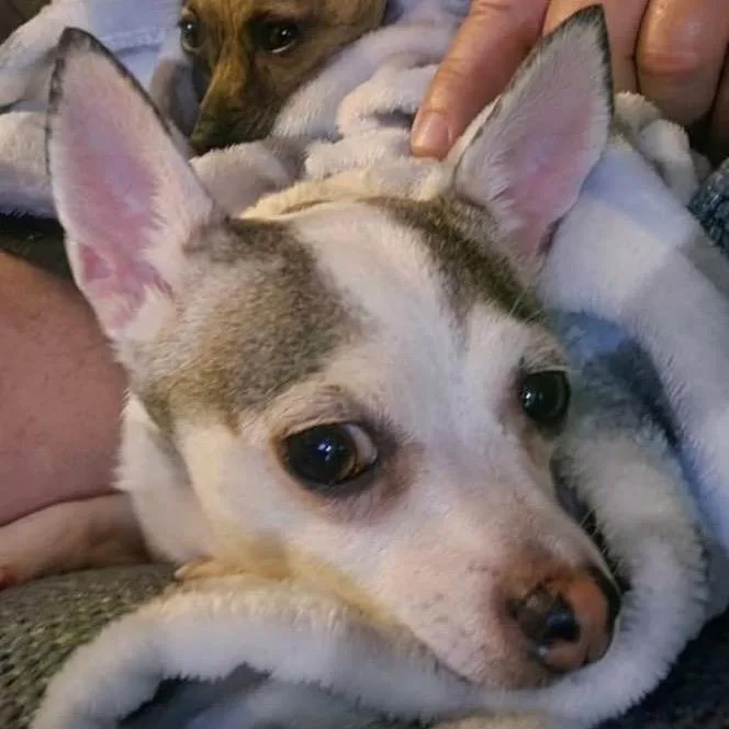 Lilly Flower thumbnail 2