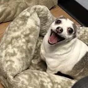 Lilly Flower thumbnail 4