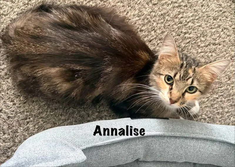 Annalise