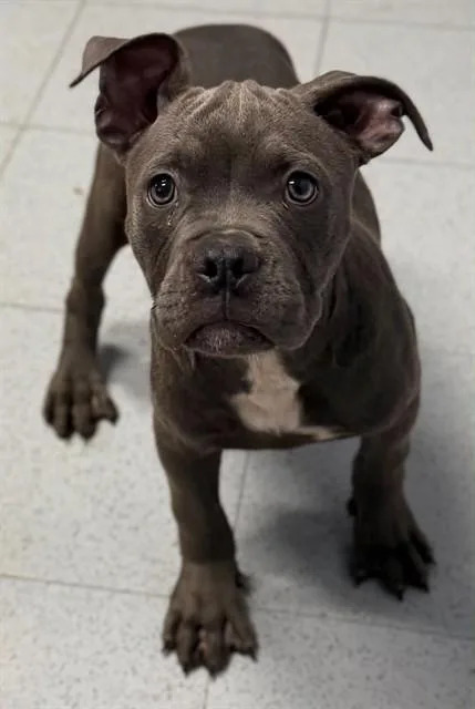A baby small-sized male Pit Bull Terrier dog named Homer for adoption in Augusta, GA