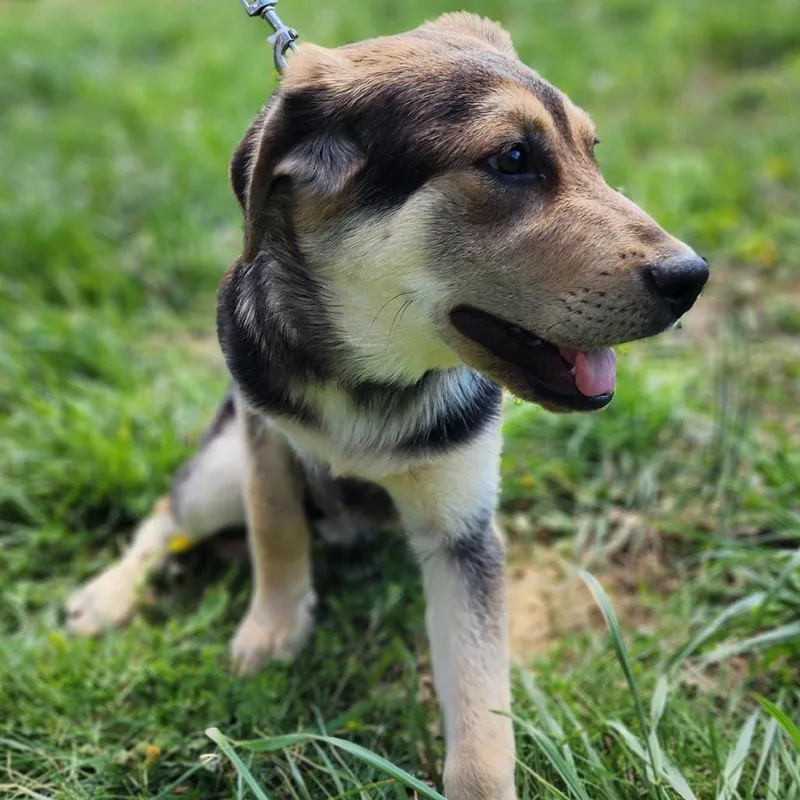 A baby small-sized female Black Shepherd dog named Smokey for adoption in Centerville, TN