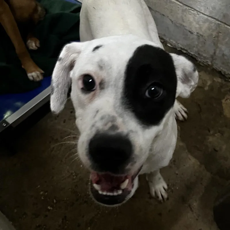 A young medium-sized female White / Cream Boxer dog named Tora for adoption in Summerville, SC