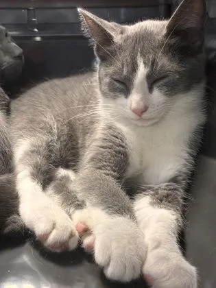 A baby medium-sized female Domestic Short Hair cat named Mink for adoption in West Chester, PA