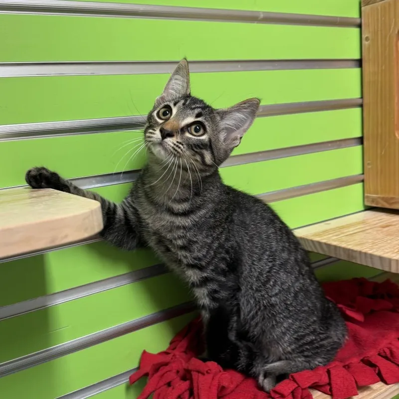 A baby medium-sized male Brown / Chocolate Domestic Short Hair cat named Espurr for adoption in Naples, FL
