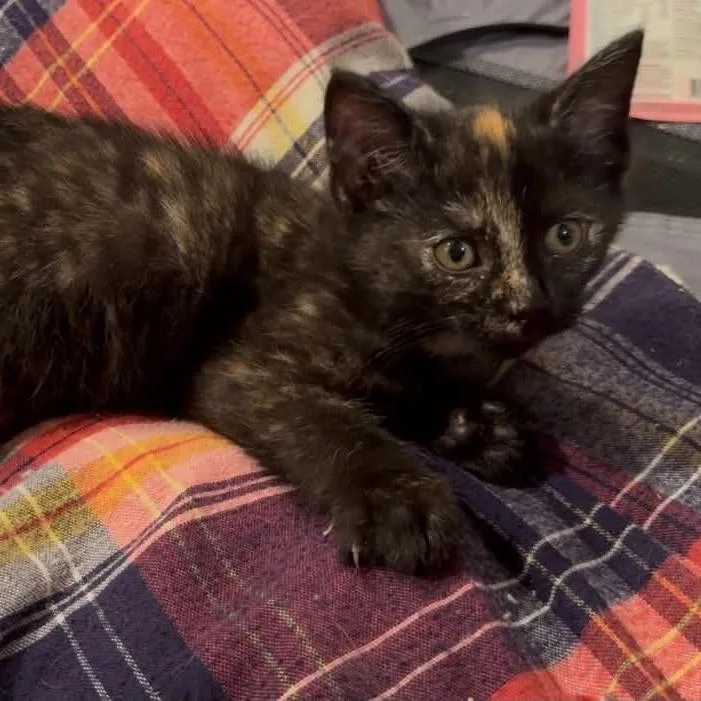 A baby small-sized female Tortoiseshell Domestic Short Hair cat named Blaze for adoption in Jarrettsville, MD