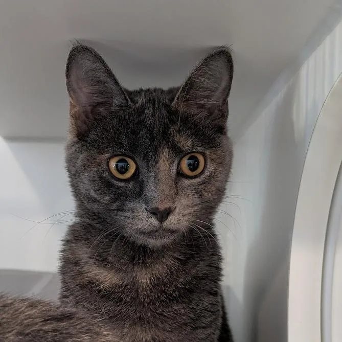 A young medium-sized female Domestic Short Hair cat named Ashley for adoption in South Burlington, VT