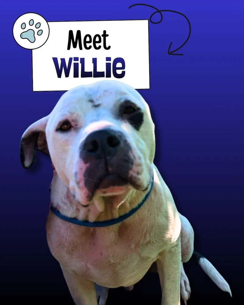 An adult large-sized male Black American Staffordshire Terrier dog named Willie for adoption in Sulphur, KY