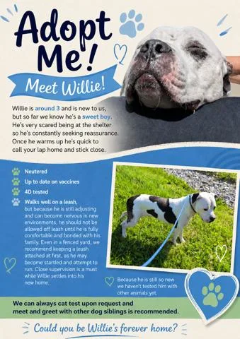 Willie thumbnail 3
