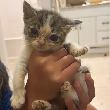 A baby small-sized male White Domestic Short Hair cat named Georgina for adoption in Marietta, GA