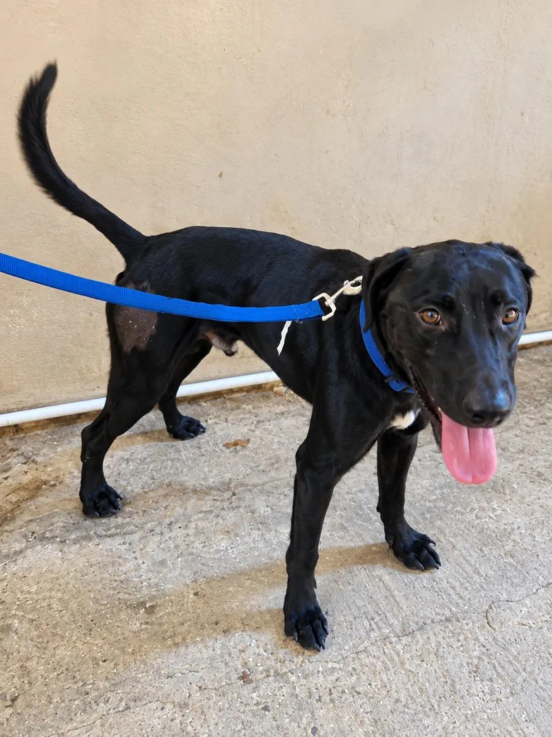 An adult medium-sized male Black Labrador Retriever dog named Starbuck  The Good for adoption in Carolina, PR